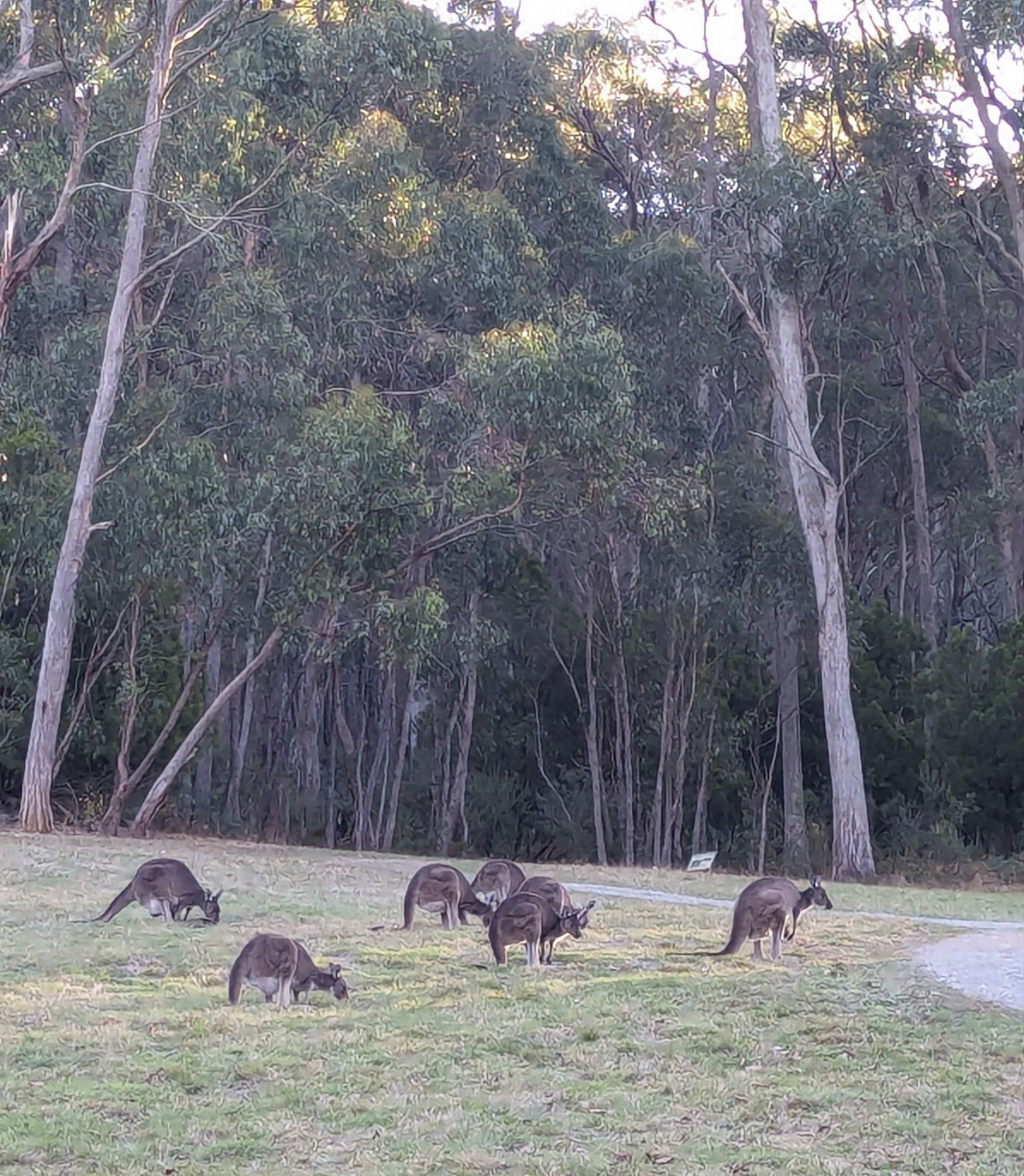 Hiking – Mt Lofty Botanic Park