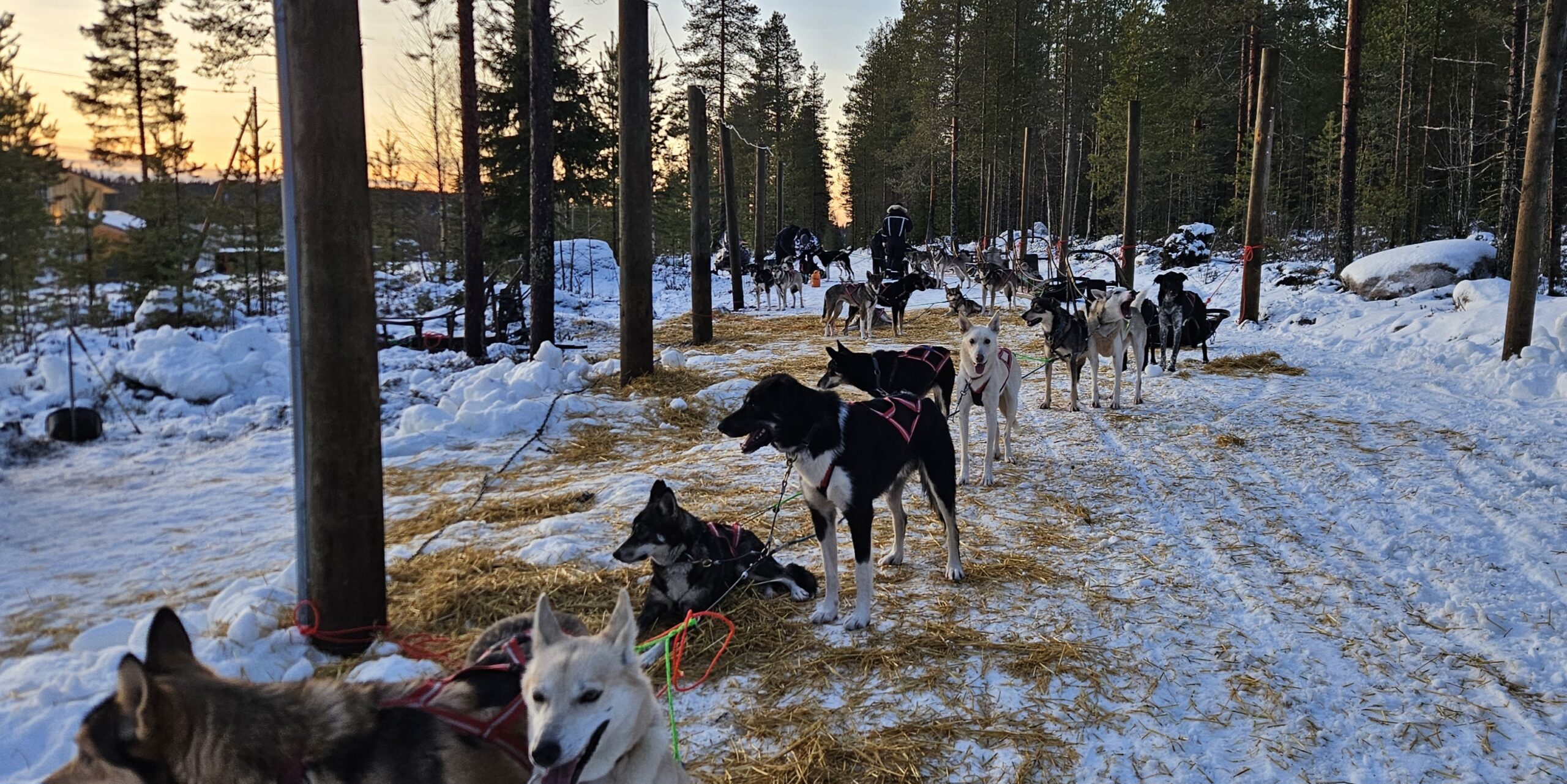 Husky Dog Sled ride